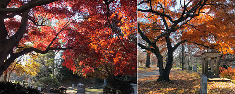 A Stroll Through Mount Auburn