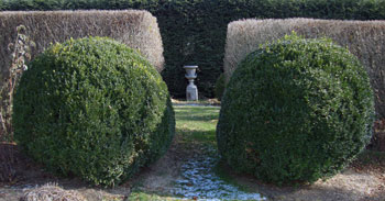 BOXWOOD IN WINTER AT THE HOME OF PAGE DICKEY, GARDEN DESIGNER AND AUTHOR; CREDIT: NAN ZANDER