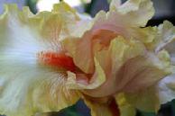 Bearded Iris